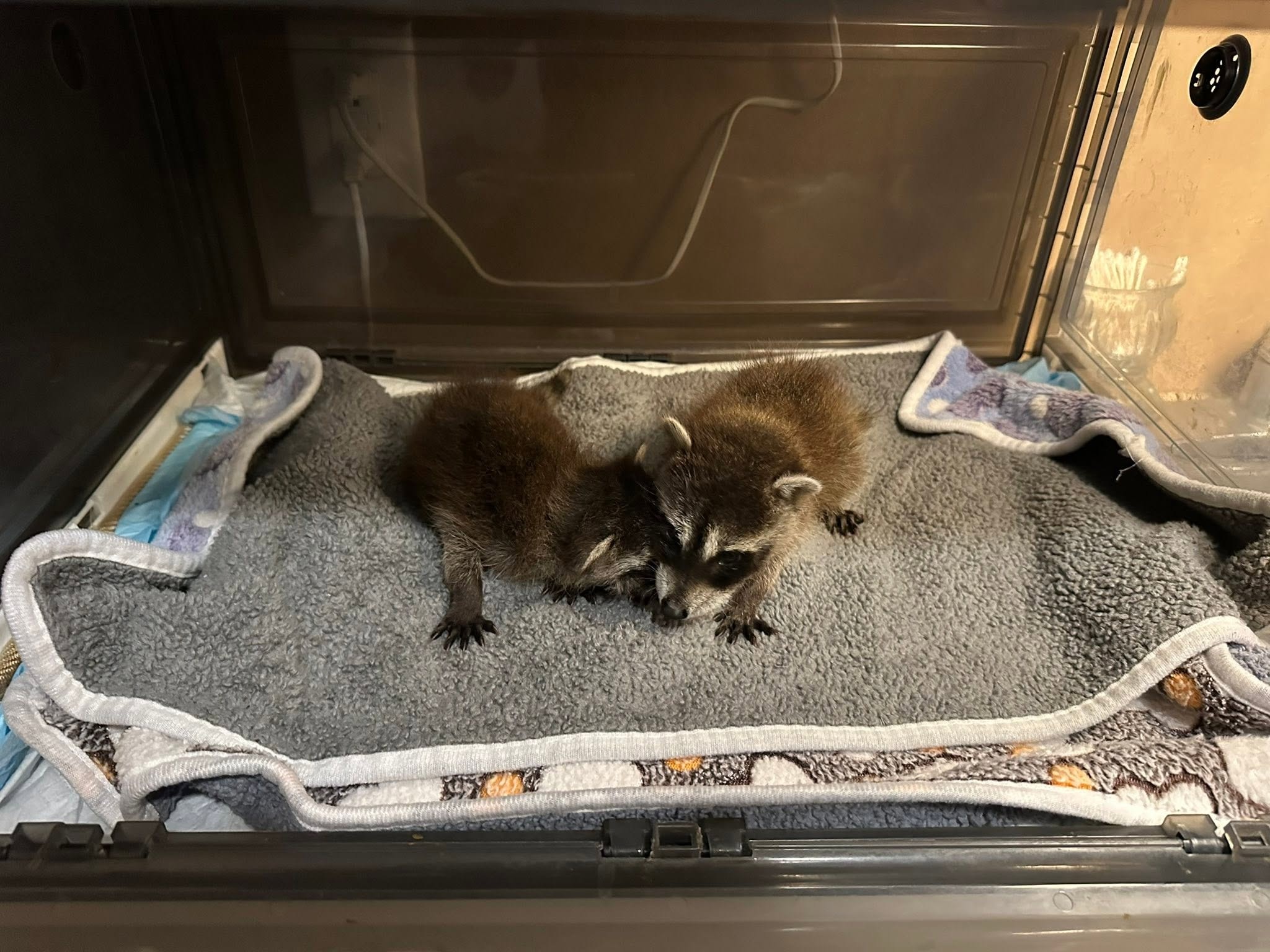Founder caring for a rescued raccoon