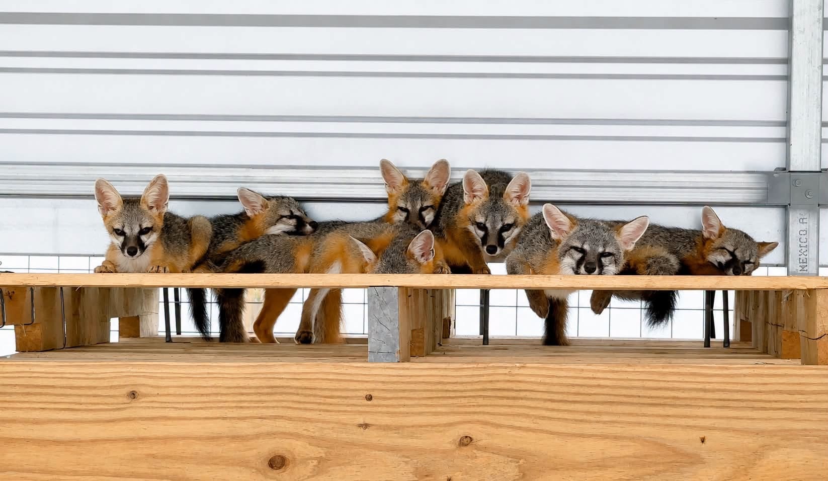 Foxes